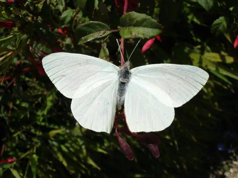 Papillon blanc posé sur une fleur