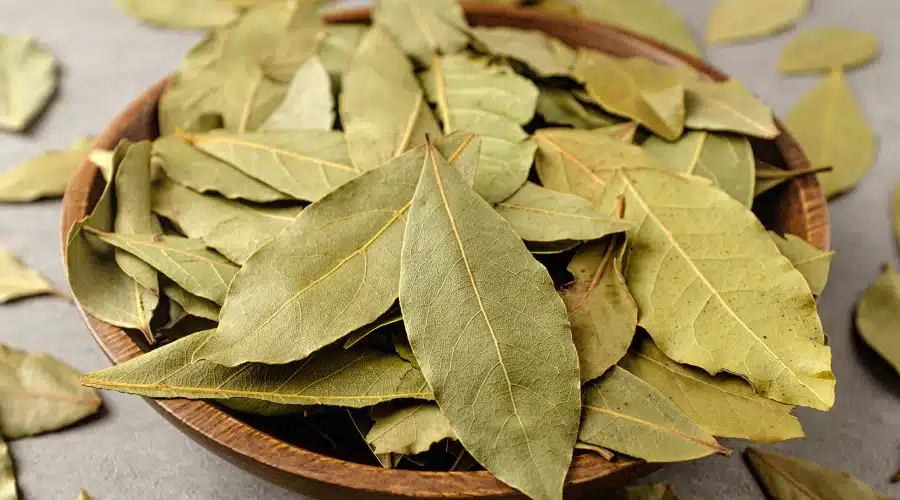 Feuilles de laurier séchées