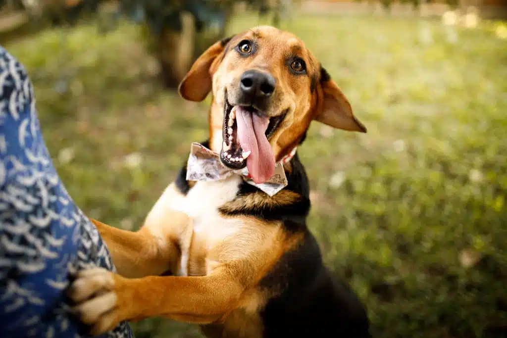 Chien adulte dans un intérieur