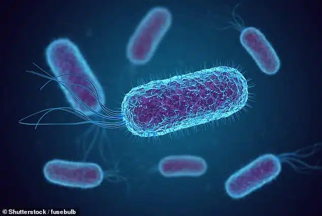 Microscopie de bactéries E. coli