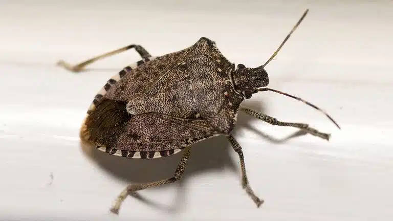 Méthodes naturelles contre les punaises