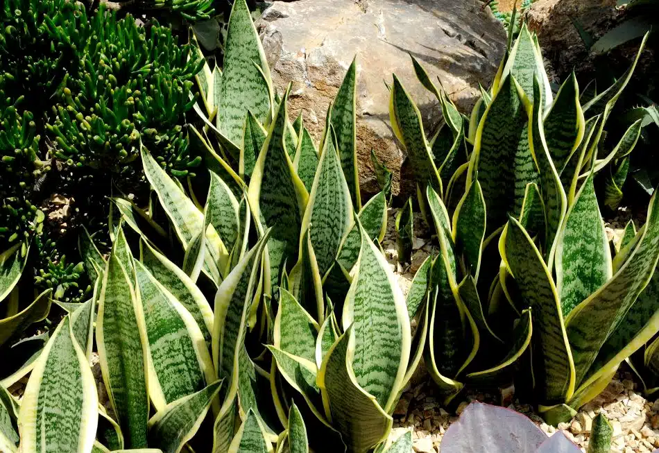 Collection de sansevierias en intérieur