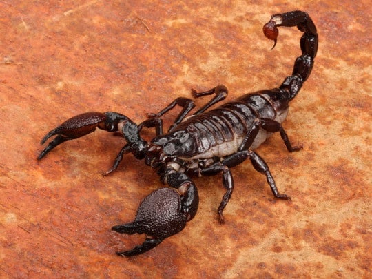 Représentation artistique d'un scorpion