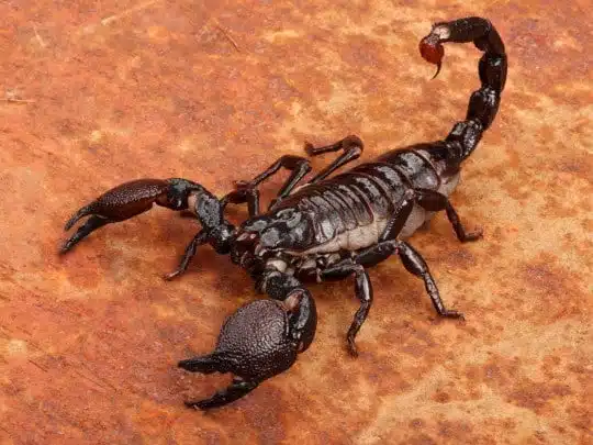 Représentation artistique d'un scorpion