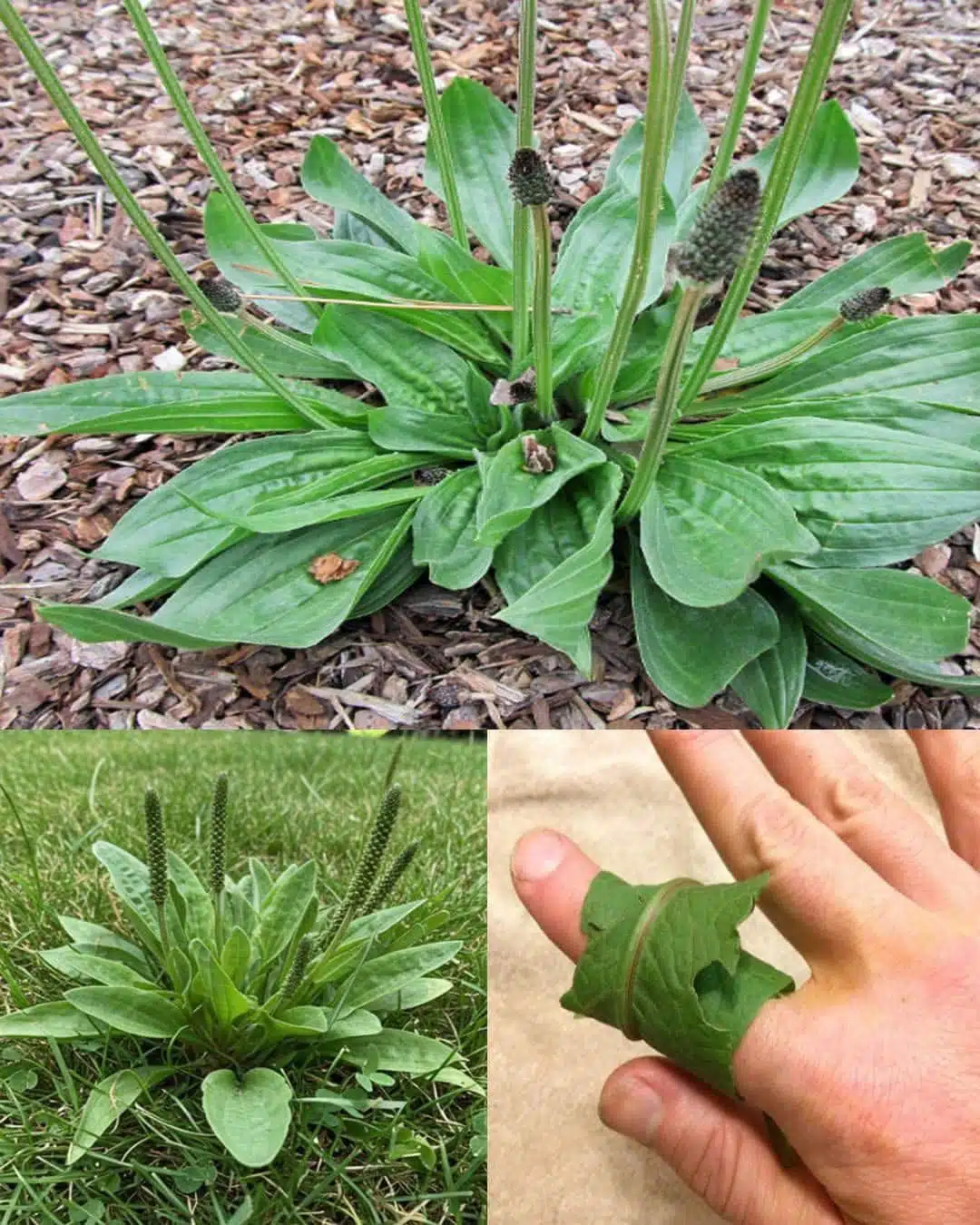 Feuilles de plantain en gros plan