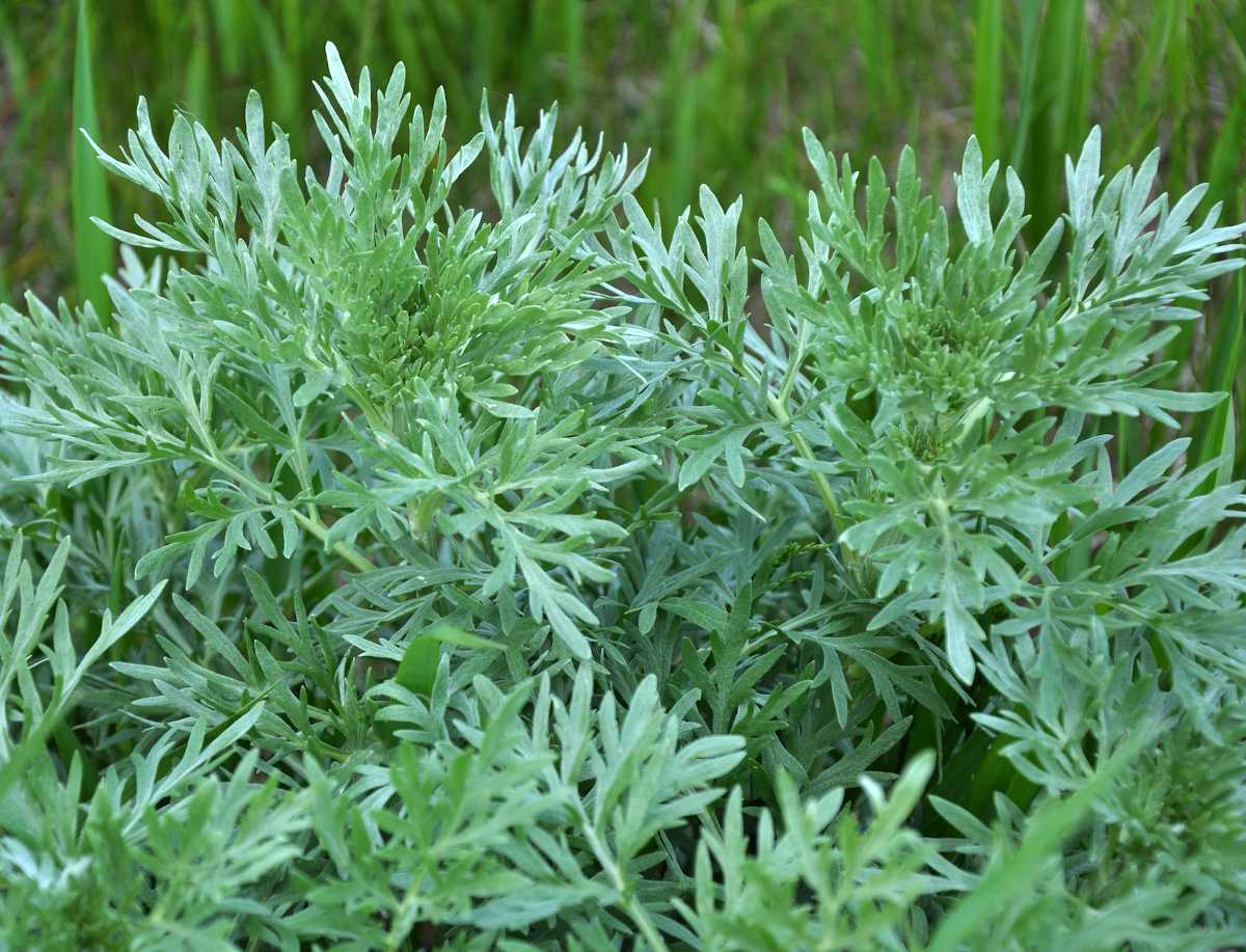 Plante d'absinthe