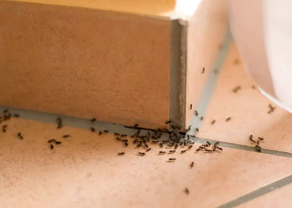 Fourmis dans une cuisine