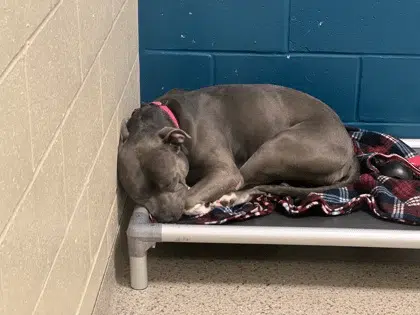 Major, un chien croisé terrier-pitbull dans son box de refuge