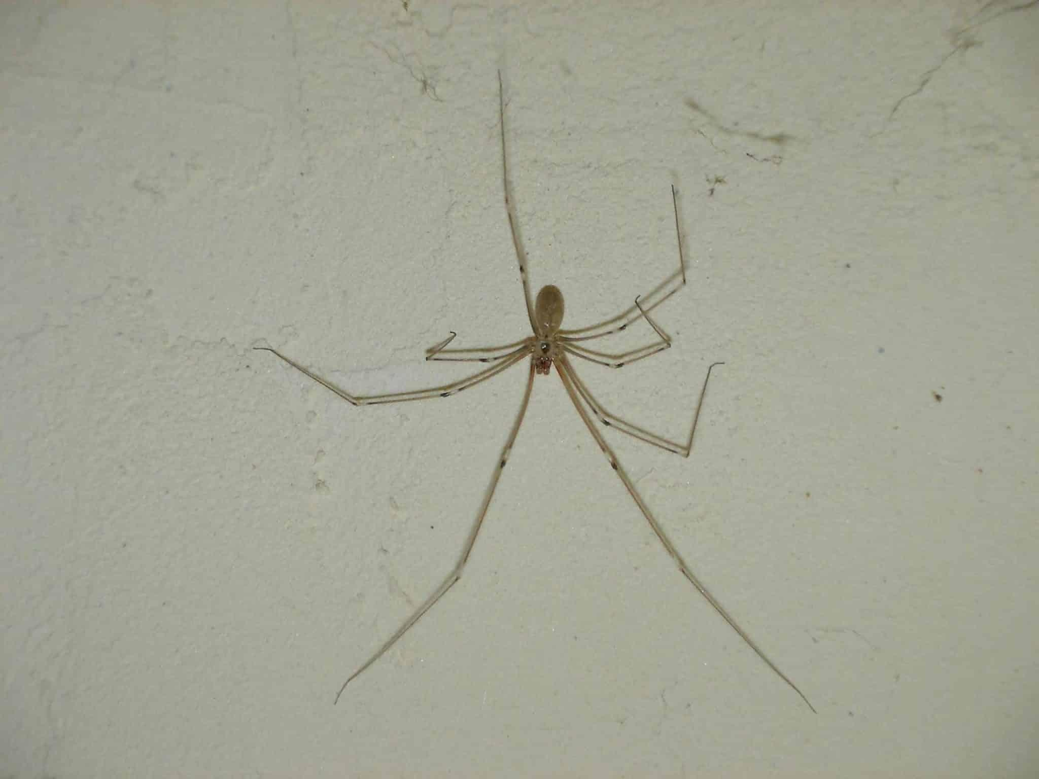 Araignée de cave avec ses pattes démesurément longues