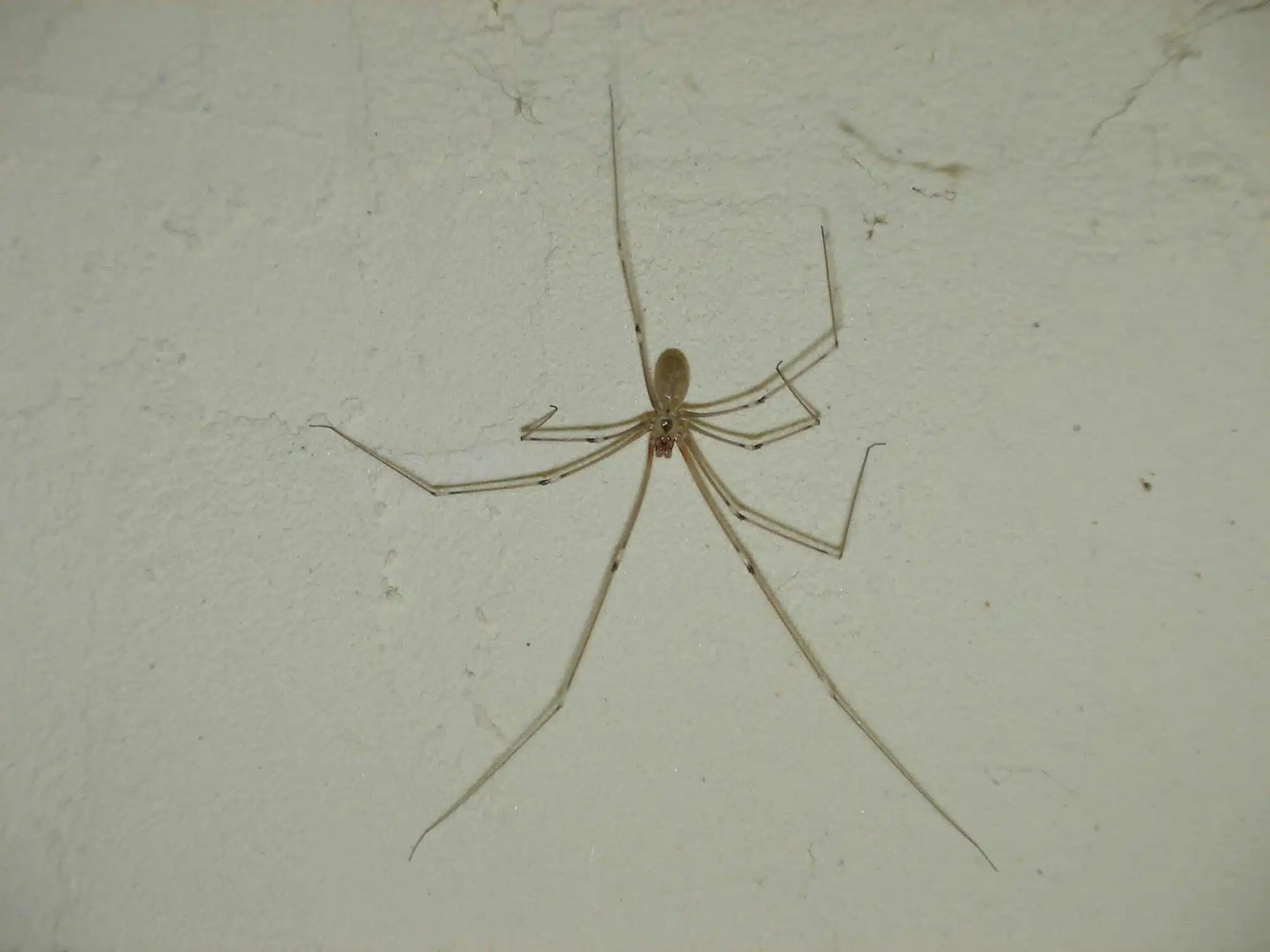 Araignée de cave avec ses pattes démesurément longues