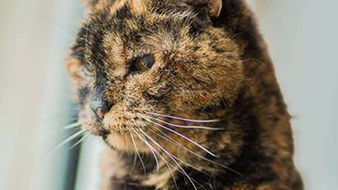 Environnement enrichissant pour chat âgé