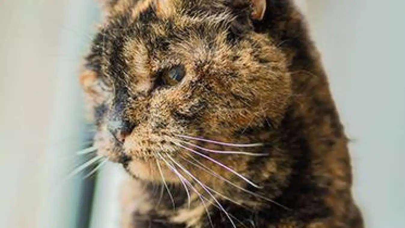 Environnement enrichissant pour chat âgé