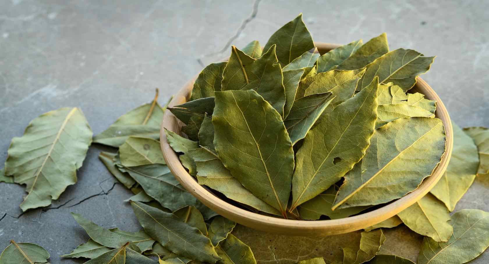 Feuilles de laurier fraîches