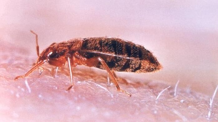 Punaises de lit grossies au microscope
