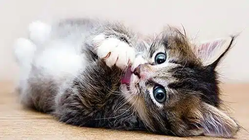 Chaton adopté nommé Hope