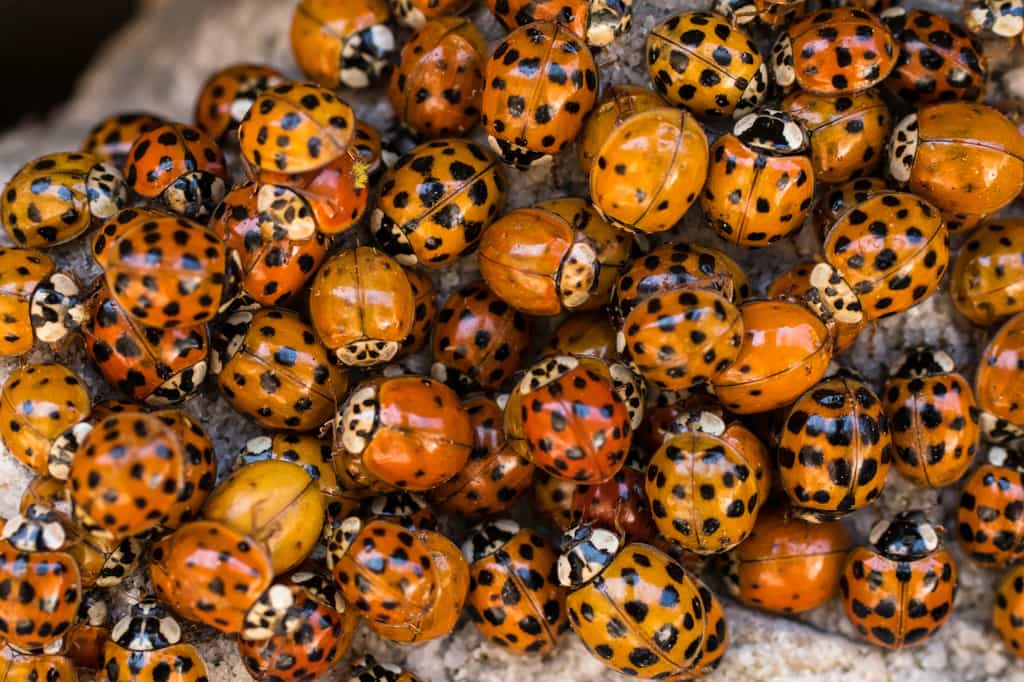 Coccinelle jaune sur une feuille