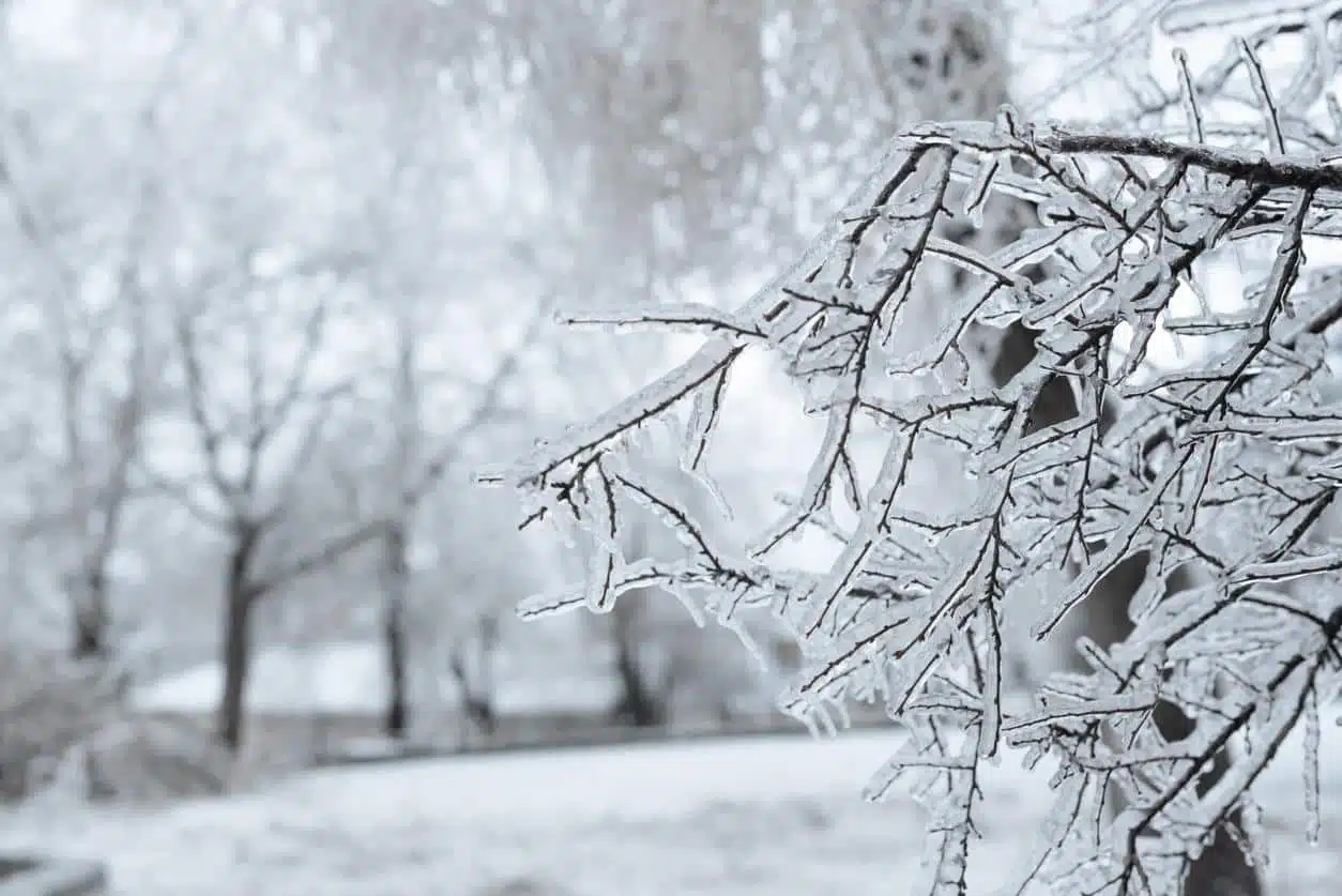 Mains exposées au froid montrant des signes de pâleur