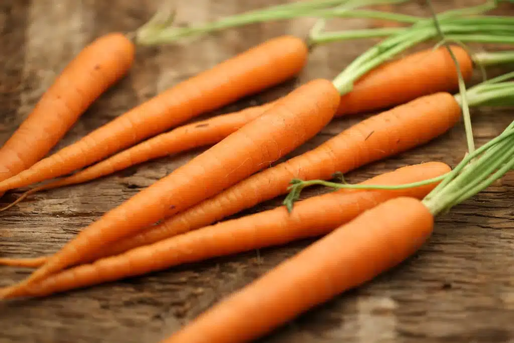 Carottes fraîches prêtes à être consommées