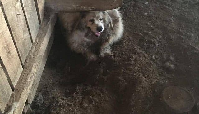 Ce chien était prisonnier et son manteau pesait 15 kg