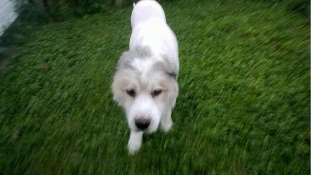 Ce chien était prisonnier et son manteau pesait 15 kg