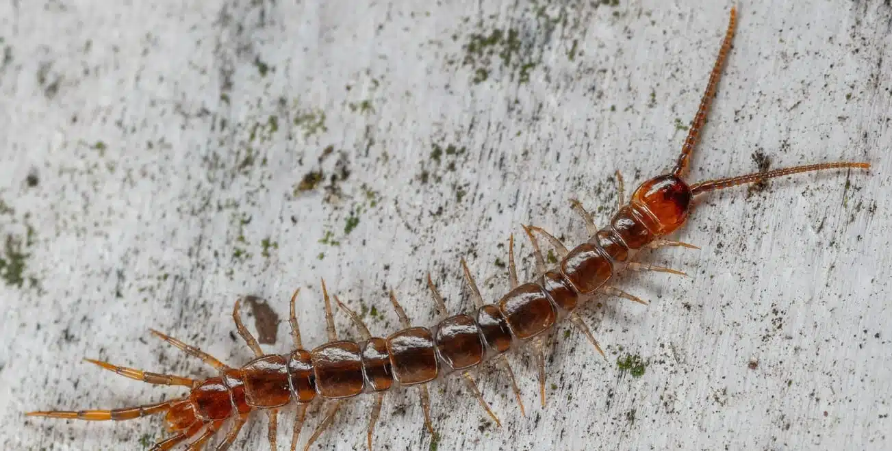 Mille-pattes dans leur environnement naturel
