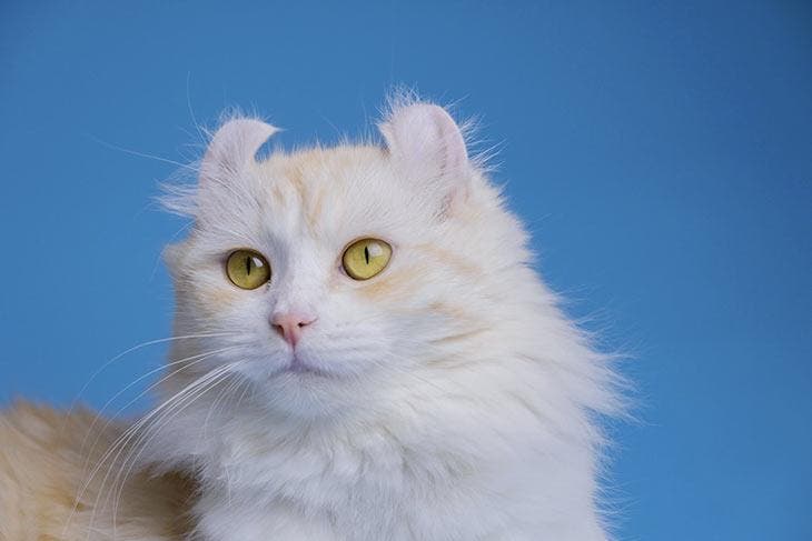 Chat american curl. source : spm