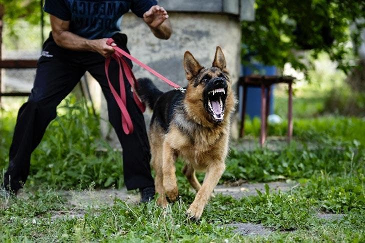 Chien agressif – source : spm