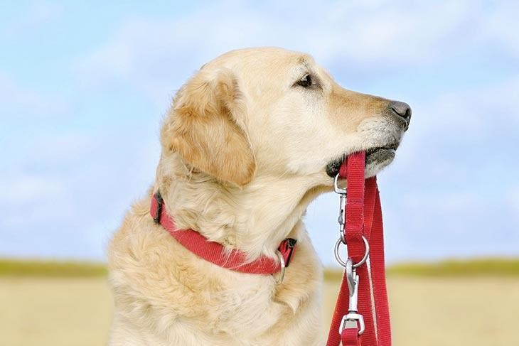 Chien avec collier rouge
