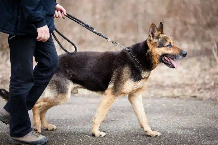 Portrait de Luna, le berger allemand héroïque