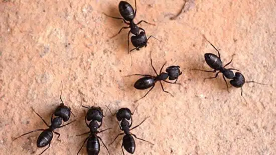 Colonne de fourmis en marche