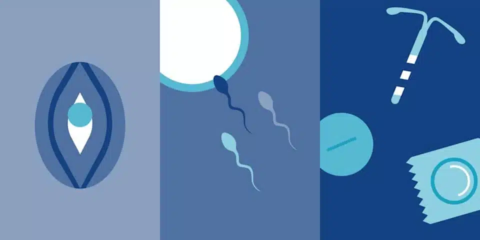 Représentation du cycle menstruel