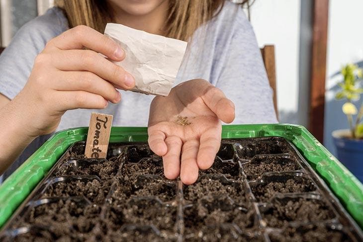 Cultiver des tomates