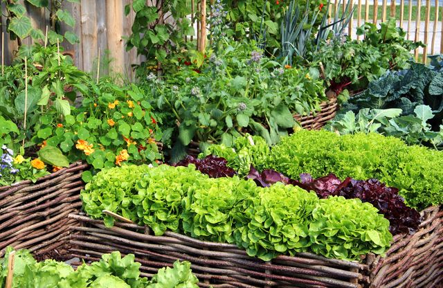 Personne pulv&eacute;risant un traitement naturel sur des plantes vertes dans un jardin