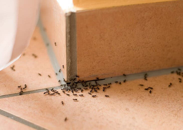 Des fourmis sur le sol