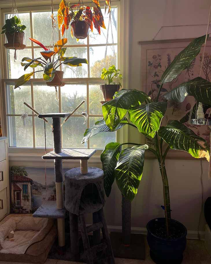 Plante d'interieur