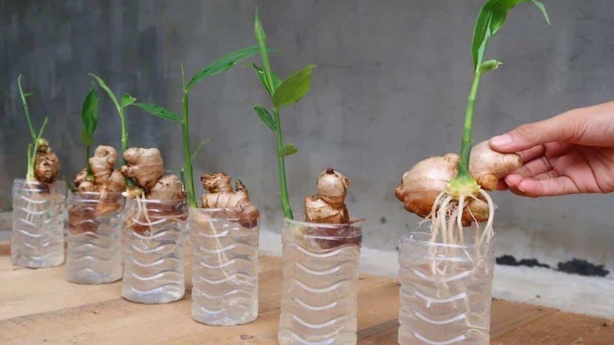 Choix d'un rhizome de gingembre avec des bourgeons visibles