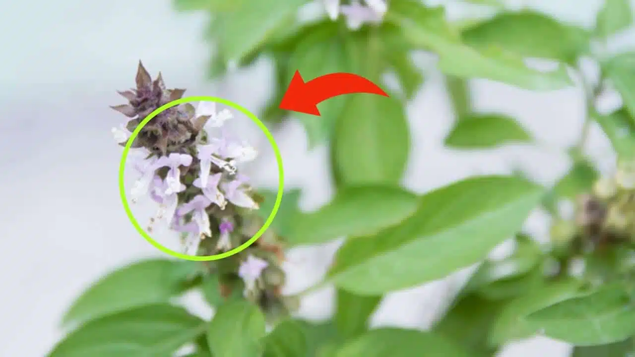 Bouquet de fleurs de basilic fraîches