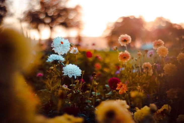 Fleurs