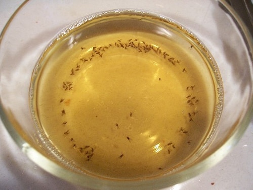 Piège à mouches maison
