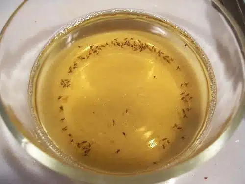 Piège à mouches maison