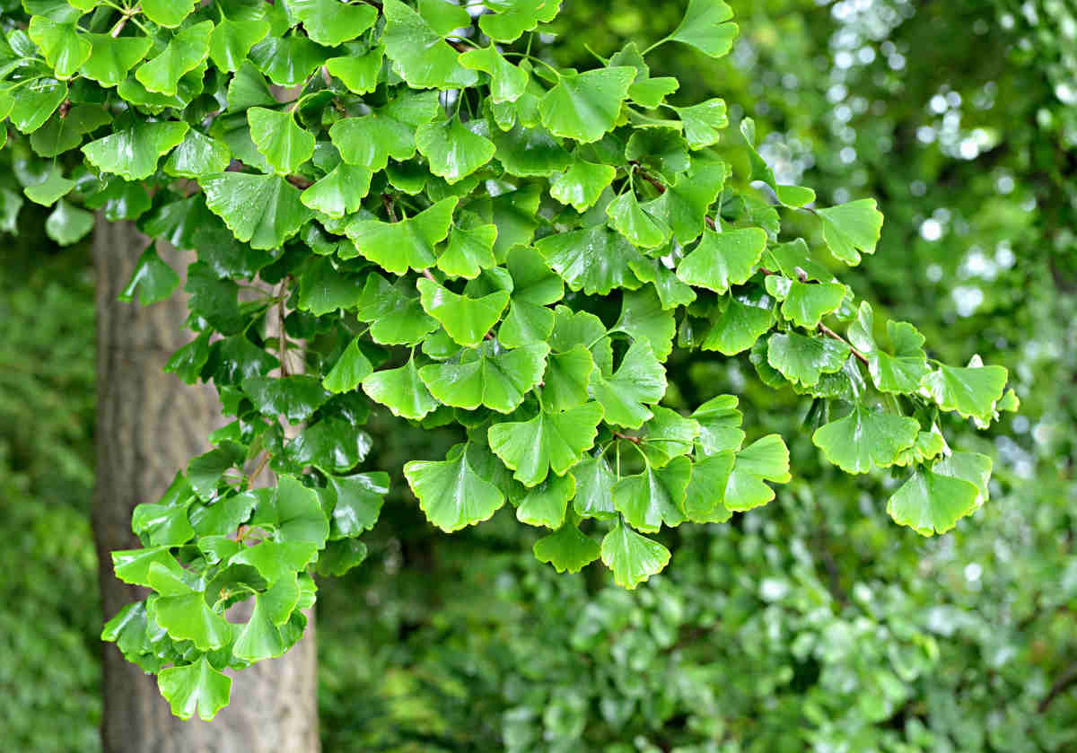 Feuilles de ginkgo biloba