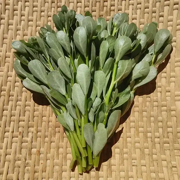 Feuilles vertes et charnues de pourpier frais, prêtes à être cueillies.