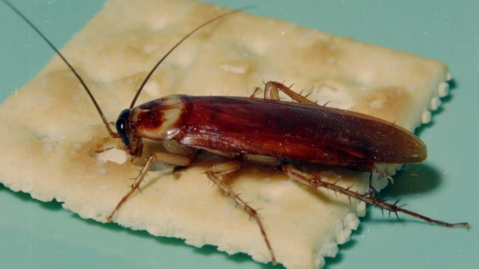 Gros plan sur une blatte américaine