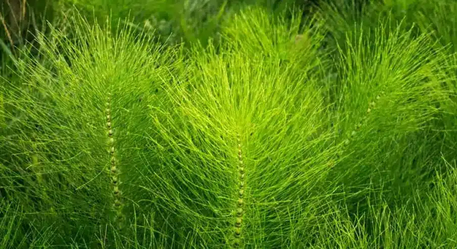 Plante de prêle