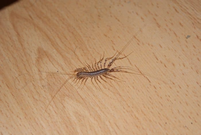 Gros plan sur un mille-pattes domestique