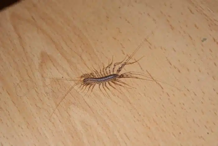 Gros plan sur un mille-pattes domestique