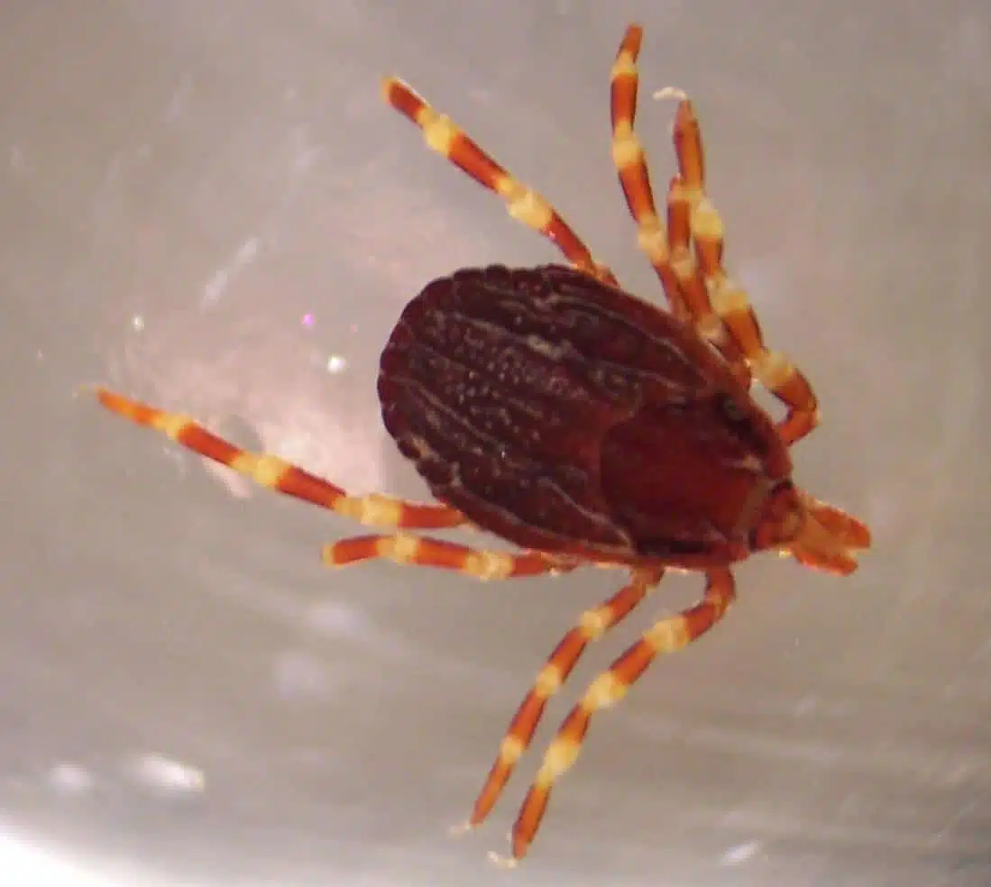 Tique Hyalomma marginatum - espèce invasive