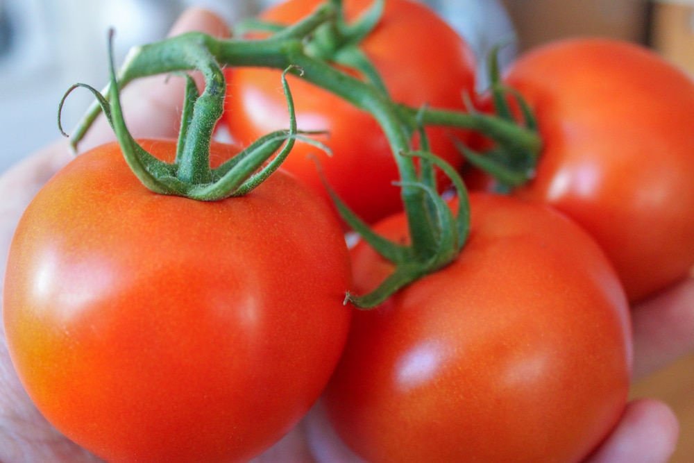 Tomates rouges et juteuses