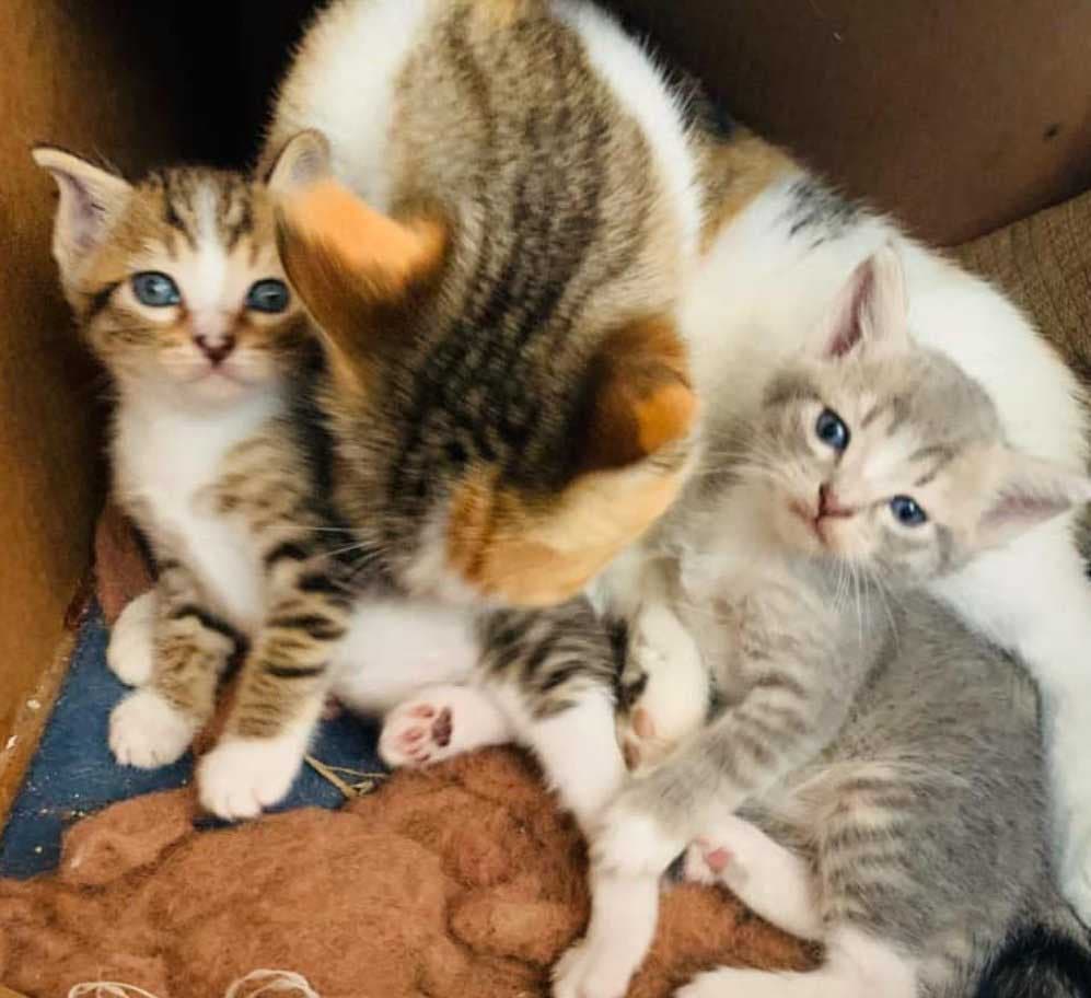 La chatte et ses chatons1