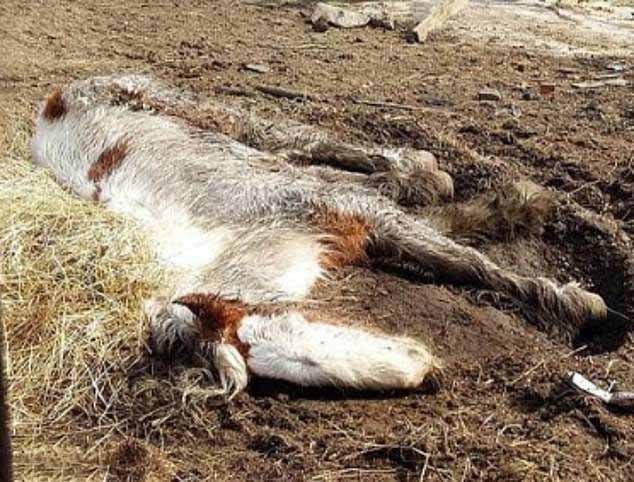 La ponette découverte abandonnée dans un chantier boueux